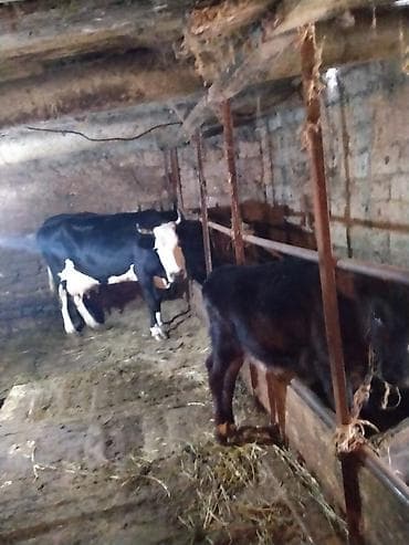 Inək və buzov birgə satılır, 14 - 15 litr yeni doganda 20 litrə