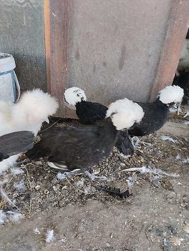 cuce yemi: Toyuq, Damazlıq — 6