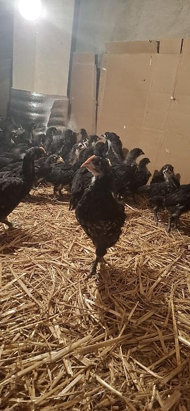 Индюшки: Куриные цыплята, Для разведения — 7