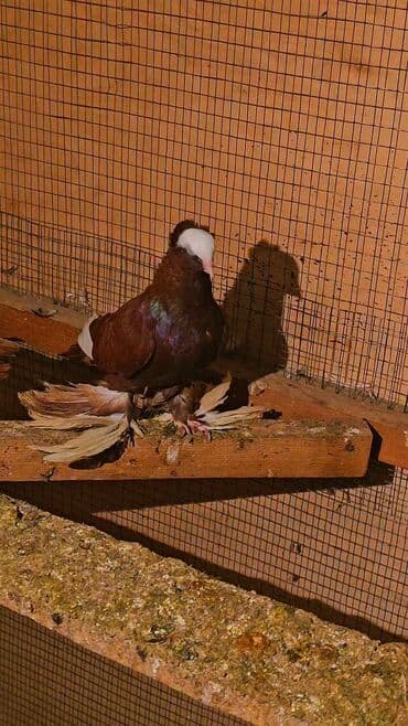 qoyun satisi tap.az: Erkey — 2