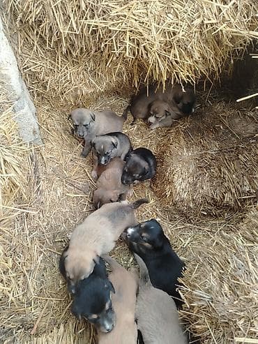 balaca sirin itler: Ünvandan götürmə — 3