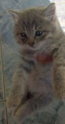 Pişiklər: Tabbi, Yaxşı əllərə — 1