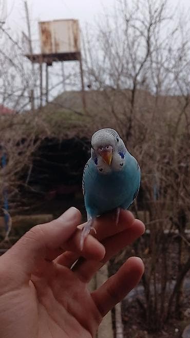 Tutuquşları: Salam. Tam ruçnoydu. Əl quşudur. İsteyen vpdan yazsın vidiosunu atım — 2