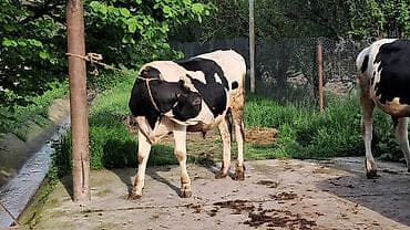 inek satisi: Iki baş damazlıq erkək danlar satılır təmiz qan ivanovka sortudu — 10