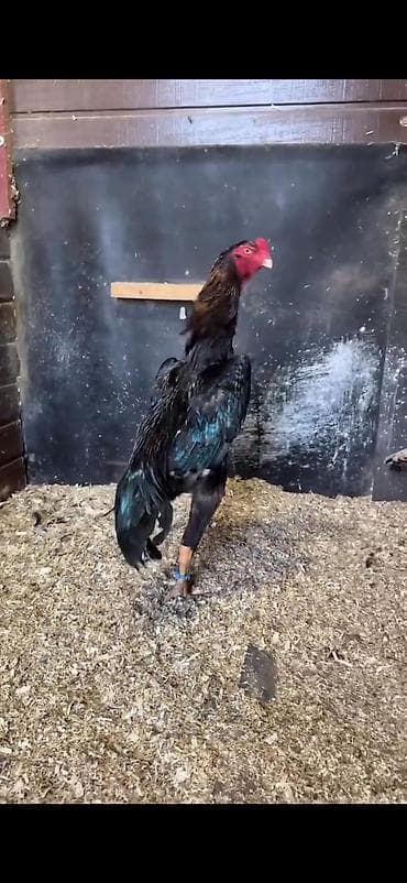 Digər heyvanlar: Toyuq, Damazlıq — 10