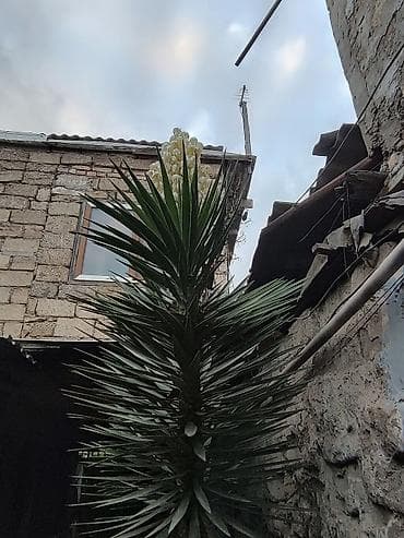 Dekorativ yucca (Yucca filamentosa/yucca ağacı) - Hündür, çoxillik — 3
