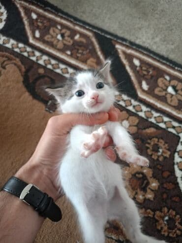 pişik qabı: Erkək, Yaxşı əllərə, Pulsuz çatdırılma — 2