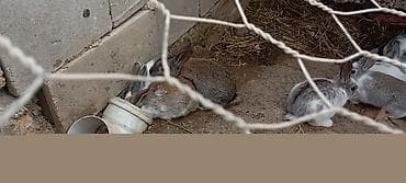 çöl dovşanı: Dovşan balaları – dekorativ və təsərrüfat üçün - Növ: dekorativ/ətlik — 6