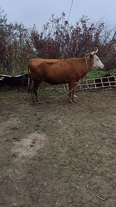 ağdam xoruzu gence: Dişi, il: 6, Damazlıq, Ünvandan götürmə — 2