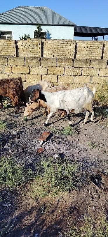 saanen keçisi satilir: Ekiz bala keci Balası 1 erkey 1 dişi Təsvir: - Şəkillərdə ağ-qara — 4