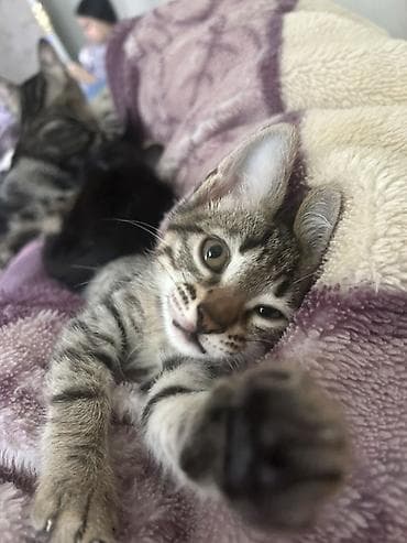 sahiblen: Tabbi, Erkək, Yaxşı əllərə — 2