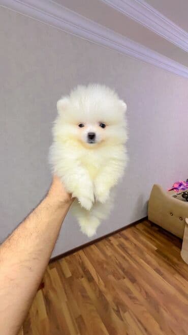 it yuvasi: Şpitz, 2 ay, Erkek — 12