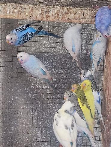 it adlari 2020: Məhsul: Dalğıç (budaq) tutan dalmatin, albino və klassik rənglərdə — 4