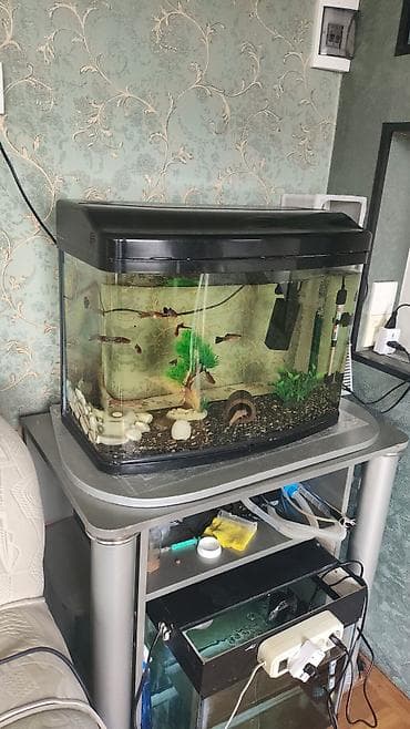 İtlər: 72 litr akvaryum tək bos akvaryum satilir tam oval 60 uzunluqu,30 — 1