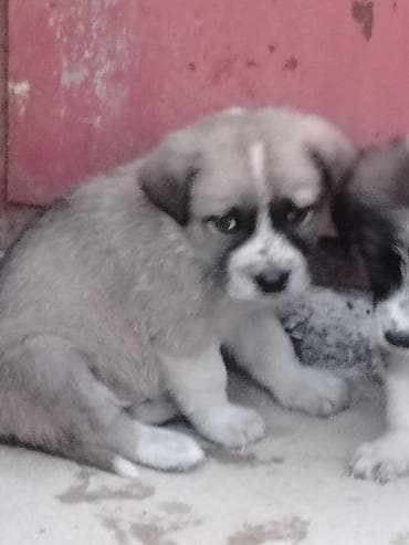 balaca cins itler: Erkek, Pulsuz çatdırılma — 2