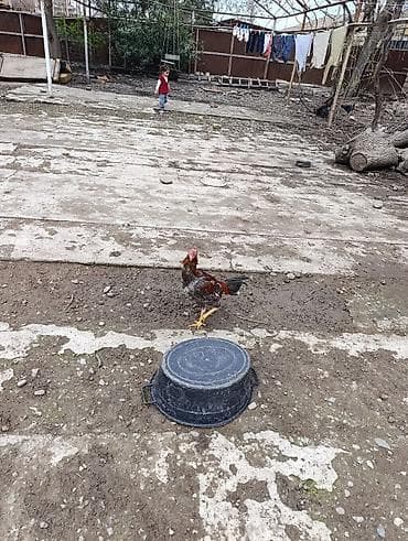 yasil bas ordek: Məhsul: Ev şəraitində bəslənən döyüş tipli xoruzlar və toyuqlar — 7