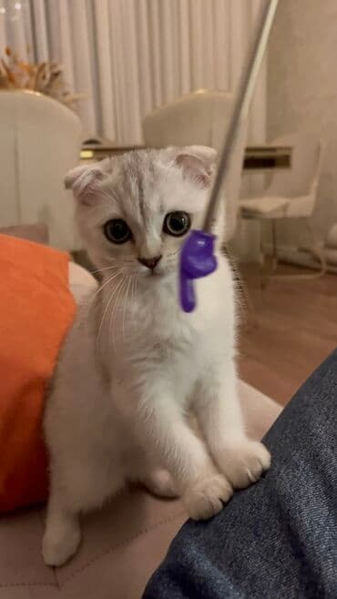 вислоухий кот цена: Шиншилла, Самка, В добрые руки, Бесплатная доставка — 3