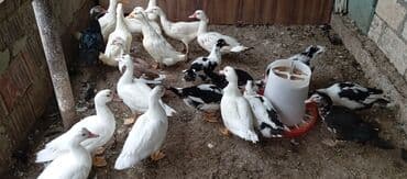 lal ördək balasi: Satılır kim istəsə zakaz edə bilər.Ünvan Biləsuvar — 4