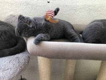 pişik şəkili: Şotland, Dişi, Erkək, Ünvandan götürmə — 29