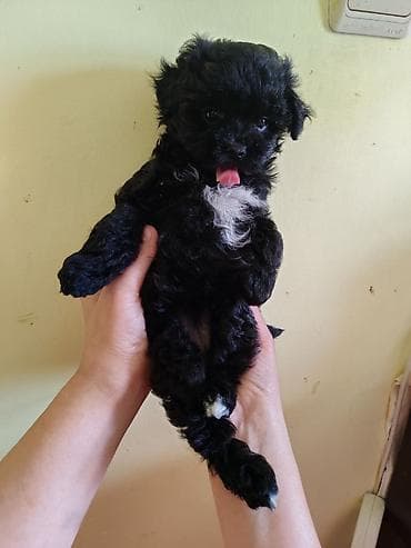 it pitbul: 1 ay, Dişi, Peyvəndli, Ünvandan götürmə — 9