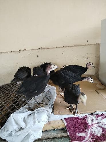 cins buzovlar: Hinduşka cücələri – qara lələklər, açıq rəngli baş və dimdik — 5