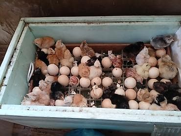 firəng toyuğu: Toyuq cücələri, Ətlik — 2