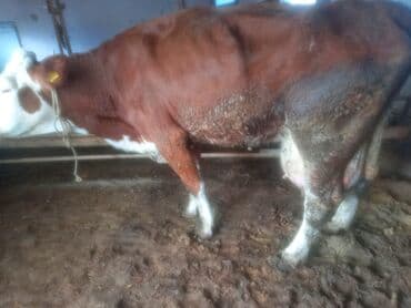 Ördəklər: Əvvəla salam dana satılır çəki ilə kilosu 12 manatdan real alıcılar — 1