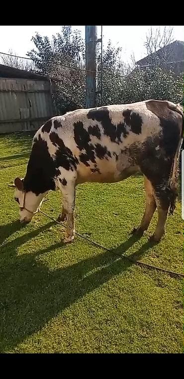 simental erkek dana: Qaramal – erkək dana (qara-ağ alaca) simental 1 il 8 ayliq hundur — 2