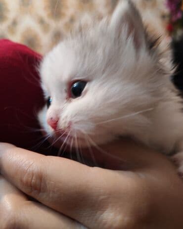 Gəmiricilər: Yaxşı əllərə — 3