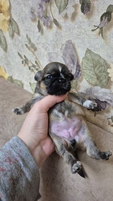 balaca itlərin qiyməti: İt balası – kiçik ölçülü, qısaburun tipli (Pekines/Şih-cu xatırladan) — 3