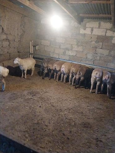 1 kq buğda qiyməti: Quzu, Erkək, ay: 6, 15 kq, Ödənişli çatdırılma — 2