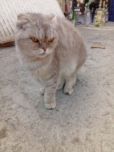 qurd əleyhinə dərmanlar: Şotland yastı qulaq — 3