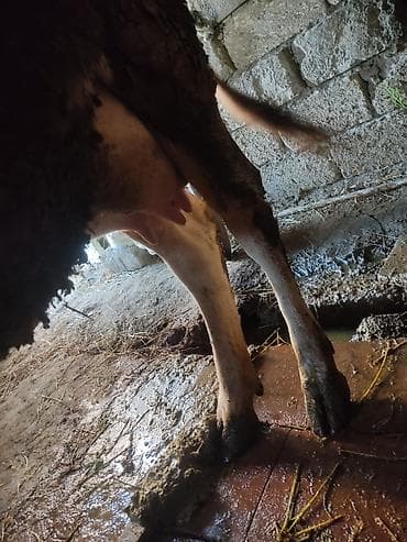 1ci bala erkey 10l süd verir tam sağlam şekilde barter var maşından at lalafo.az 1ci bala erkey 10l süd verir tam sağlam şekilde barter var maşından