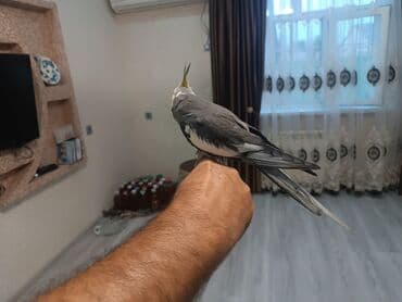 sağlam həyat sağlamlıq mərkəzi: Tam saxlam quş du dişi erkek di erkək oğuyur 1yaş yarım dı qəfəs lə — 6