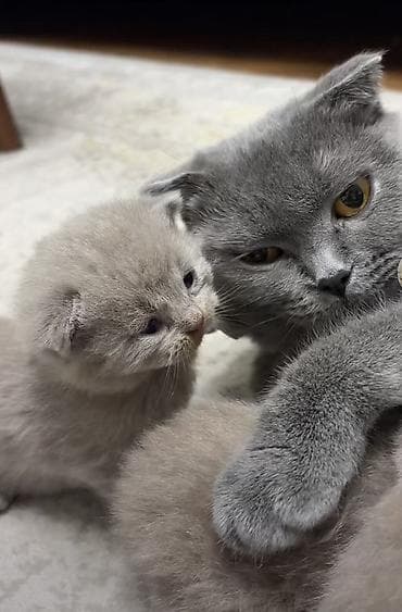 Quşlar: Şotland, Erkək, Dişi — 2