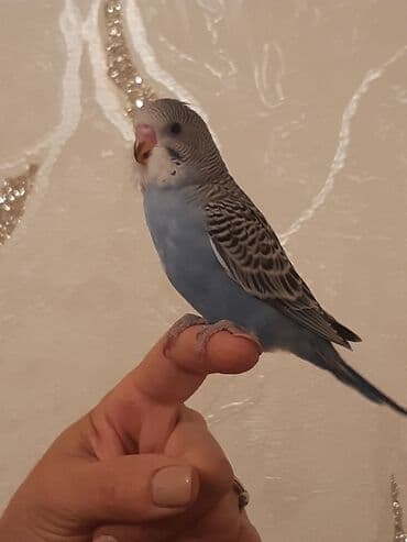 pulsuz heyvanlar verilir: Denesi 10 AZN
sağlam tutuquşudular 
barterde olar başqa reng ilə — 3