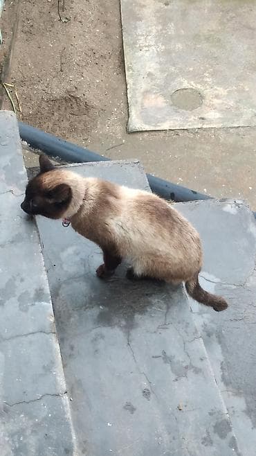 pisik almaq: Siam — 4