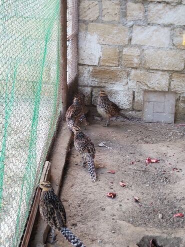 heyvanlara verilen xususi adlar: Məhsul: kral və gümüş fazanlar. Təsvir: - Nadir dekorativ quş növü — 5