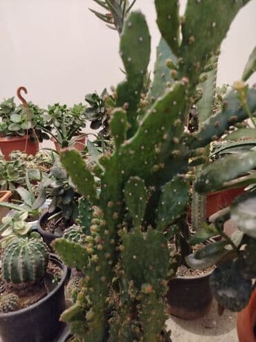 Çöl bitkiləri: Satiram hamsi 6azn — 3