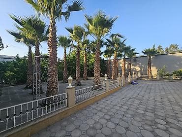 palma satilir: Satış üçün: Landşaft üçün Waşinqton/palma ağacları - Növ: Dekorativ — 5