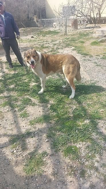 Quşlar: Alabay, 2 il, Erkek, Peyvəndli, Ünvandan götürmə — 3