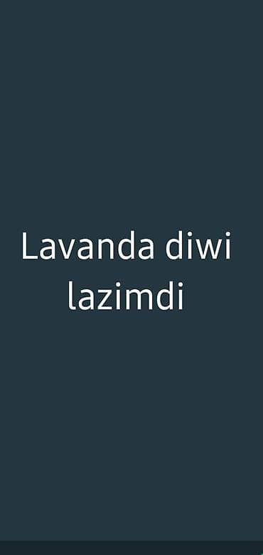 Lavanda diwi ördek lazimdi kimde varsa yazsin