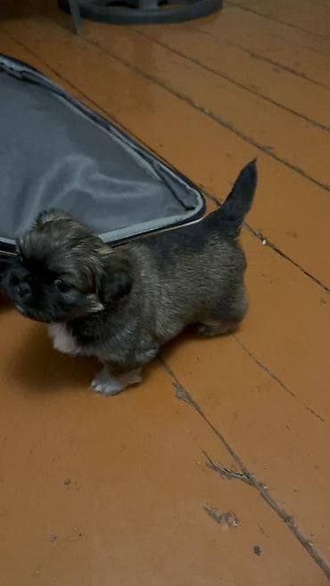 it coban: Pekines, 1 ay, Dişi — 3