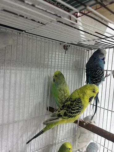 Salam.
Çex Papuqaylar satılır,içlərində hazır cütdə var — 2