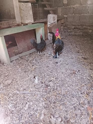 hind toyuğu: Toyuq, Yumurtalıq — 4