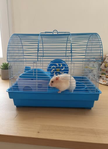 İtlər: Hər cür xamyak setkalarının satışı qiymət razılaşma yolu ilə — 1