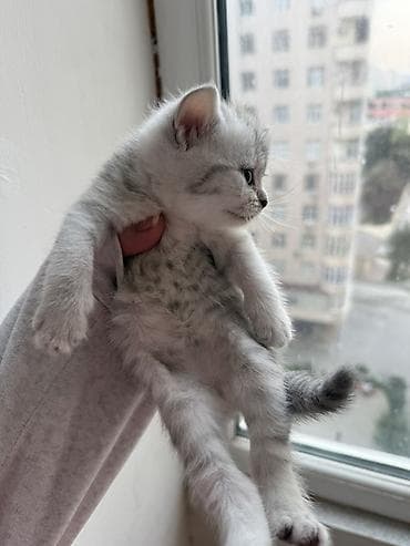 qus sesleri: Şinşilla, Erkək, Yaxşı əllərə, Ünvandan götürmə, Pulsuz çatdırılma, Ödənişli çatdırılma — 6