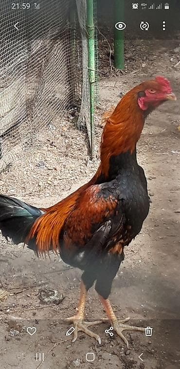 broyler toyuqlar: Xoruz satlır 6 ayliqdi — 1