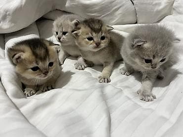 Pişiklər: Britan — 2