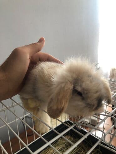 norka heyvan: Minilap dovşan 1i erkek 1i dişi setqası su qabları qumu otları üsdündə — 4